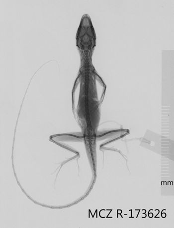 Media type: image;   Herpetology R-173626 Aspect: dorsoventral x-ray